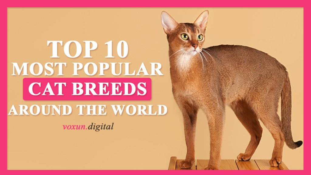 Top 10 Most Popular Cat Breeds Around the World: Discover Your Perfect Feline Friend