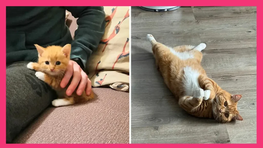 From Kittens to Cats: Heartwarming Photos of Feline Growth Shared by the ‘Cat Grows’ Community – Part 01