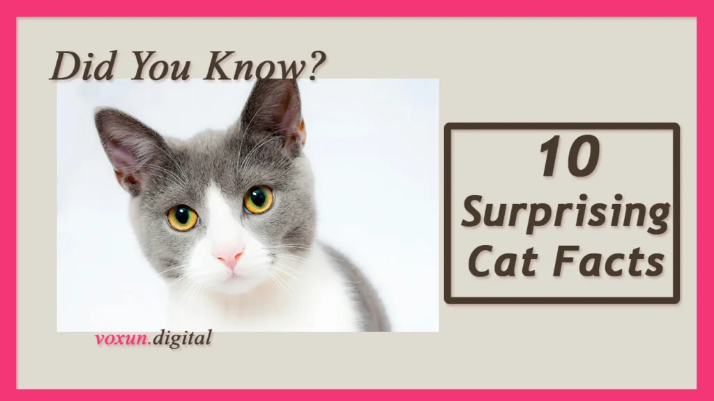 10 Unbelievable Cat Facts Every Cat Lover Should Know