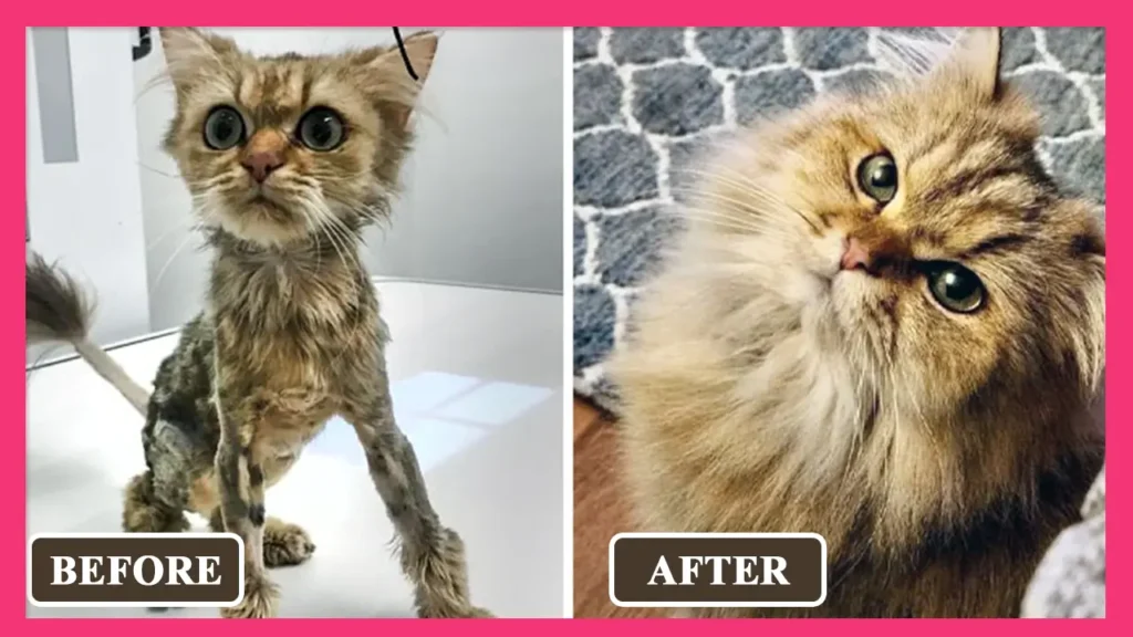 50 Incredible Cat Glow-Ups That Show How Love and Care Can Transform Lives